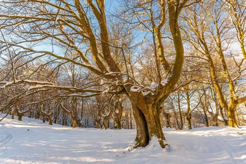 Giant tree in the Oianleku natural park at sunrise in the town of Oiartzun in Peñas de Aya,