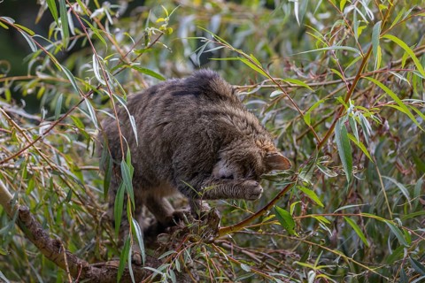 One European wildcat, Felis silvestris silvestris, sitting in a green weeping willow tree. Green