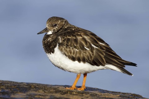 Ruddy Turnstone (Arenaria interpres), Asturias, Spain