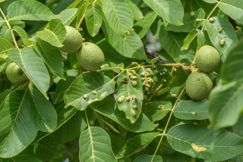 Wallnus felt gall mite, walnut (Eriophyes erineus), Cambridge Botanical Garden, Germany