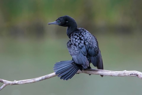 Little Black Cormorant (Phalacrocorax sulcirostris), Victoria, Australia
