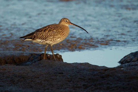 Eurasian curlew (Numenius arquata) adult wading bird on a coast shoreline, England, United Kingdom