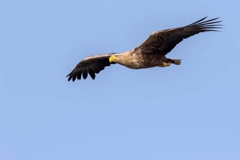 White-tailed Eagle (Haliaeetus albicilla) flying, Mecklenburg-Western Pomerania, Germany