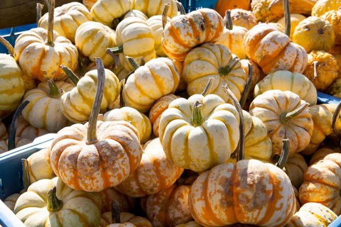 Ornamental gourd variety, Different pumpkins for decoration and cooking, Germany, Europe,