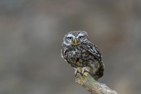 One little owl (Athene noctua) sitting on a branch inside the ruins of an ancient castle