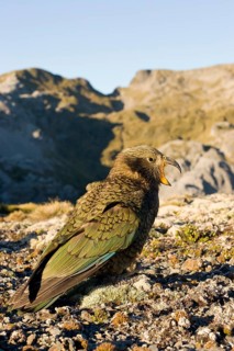 Juvenile kea calling