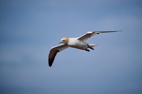 Northern gannet (Morus bassanus) flying over the sea, wildlife, Helgoland, Germany