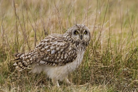 Sumpfohreule (Asio flammeus) Short-eared Owl