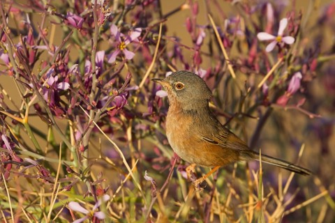 Tristrams Warbler - Atlasgrasmücke - Sylvia deserticola, Morocco, adult