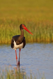 Black Stork (Ciconia nigra) foraging, Greece