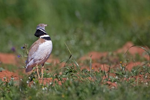 Little Bustard (Tetrax tetrax) male, Extremadura, Spain