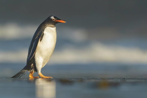 Gentoo Penguin (Pygoscelis papua) emerging from the ocean in the Falkland Islands