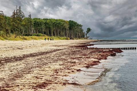 Baltic Sea beach, Baltic Sea coast on a stormy day with dark clouds near Graal-Müritz,