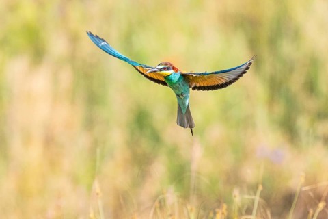 Bee-eater (Merops apiaster) Hungary, bee-eater, Hungary, sitting room, flies, aerial shot, prey,