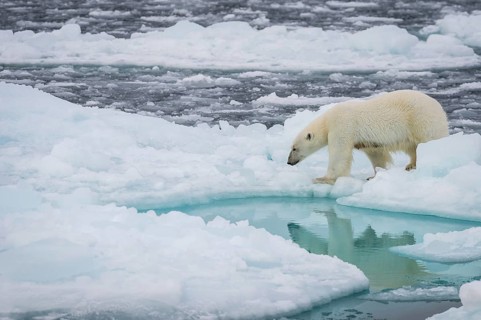 Polar bear (Ursus maritimus) on the pack ice at 82 degrees north reflected in the water, Svalbard