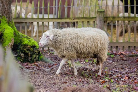 A female Waldschaf, Ovis gmelini aries, stands on a pasture