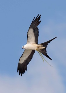 Swallow-tailed Kite (Elanoides forficatus) flying, Florida, USA