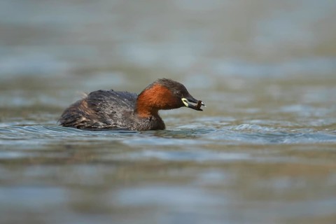 Little grebe or Dabchick (Tachybaptus ruficollis) adult bird feeding on a lake, England, United