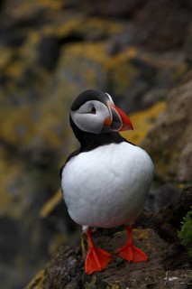Atlantic Puffin, Common Puffin. Fratercula arctica, at the cliffs of Latrabjarg, Iceland