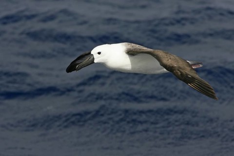 Atlantic Yellow-nosed Albatross (Thalassarche chlororhynchos), South Australia, Australia