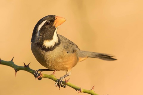Golden-billed Saltator (Saltator aurantiirostris) perched on a branch, Bolivia