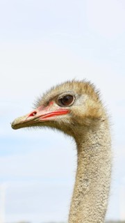 Common ostrich (Struthio camelus), portrait, captive, Rhineland-Palatinate, Germany