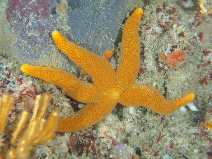 Orange-coloured starfish, net starfish (Henricia ornata), on a sandy substrate in open water. Dive