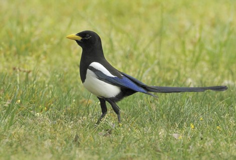 Yellow-billed Magpie (Pica nuttalli), California, USA