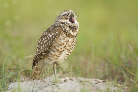 Burrowing Owl (Athene cunicularia), Florida, USA