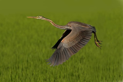 Purple Heron (Ardea purpurea) flying, Lombardy, Italy