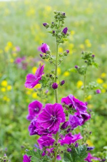 Mallows (Malva) in bloom in a field with bee food, Saxony, Germany