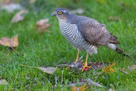 Eurasian sparrowhawk (Accipiter nisus), Neuhofen, Rhineland-Palatinate, Germany
