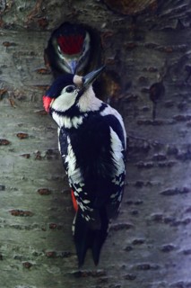Great Spotted Woodpecker (Dendrocopos major) male at breeding cavity with chick, North
