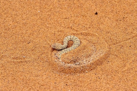 Dwarf puff adder (Bitis peringueyi) hiding in the sand, camouflage, Namib Desert, Namibia