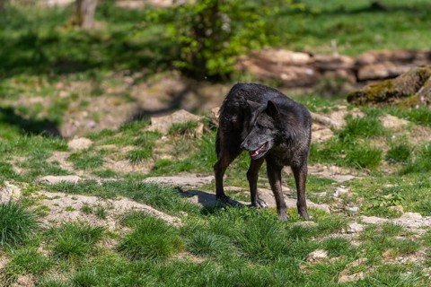 One Timberwolf, Canis lupus lycaon, walking over green grass in an opening of a forest Trees and