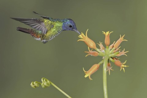 Golden-tailed Sapphire (Chrysuronia oenone), Ecuador