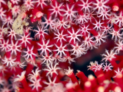 Close-up of red knotted fan (Melithaea ochracea) with star-shaped structure, dive site Prapat,