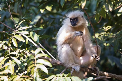 Gee's Golden Langur (Trachypithecus geei) feeding on trees in rainforest, Bhutan