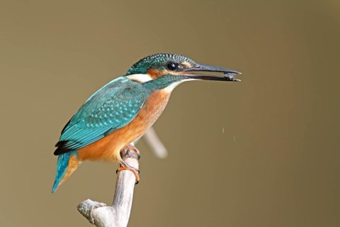 Common Kingfisher (Alcedo atthis) male, Mecklenburg-Western Pomerania, Germany