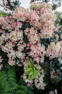 Rhododendron blossom Rhododendron Percy Wiseman), Emsland, Lower Saxony, Germany