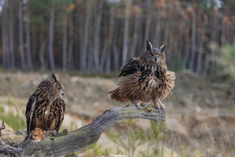 Two Eurasian Eagle Owls, Bubo bubo, sitting side by side on a root of a dead tree. A forest in the