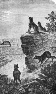 Group of Australian dingoes (Canis lupus dingo) on a rock, carnivore, house, landscape, travelling,