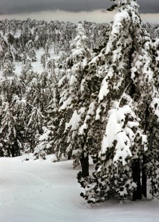 Nadelbäume, beladen mit schwerem Schnee im Winter, Zypern, 1963