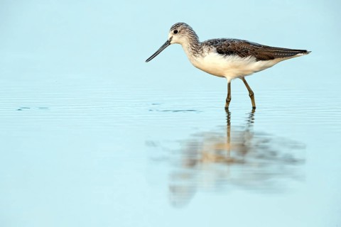 Greenshank, (Tringa nebularia) Wading bird, limesticks, foraging in mudflats, snipe family Muscat,