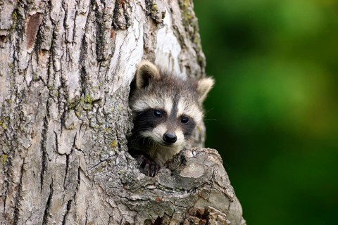 Raccoon (Procyon lotor), North American raccoon, young, looking out of den, burrow, tree,