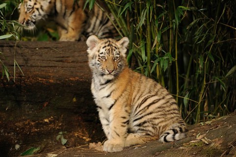Tiger cub sitting alertly on forest floor, bamboo in background, Siberian tiger (Panthera tigris