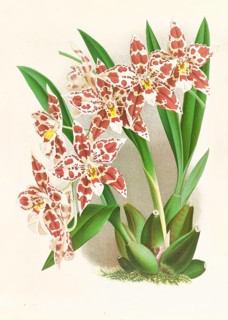 Orchid, Odontoglossum wilckeanum albens, authentic reproduction of an illustration by Jean Jules