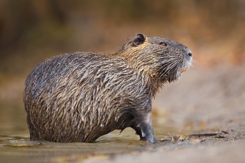 Nutria, Myocastor coypus Coypu, Myocastor coypus