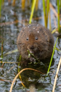 Water vole (Arvicola amphibius) adult rodent animal feeding on pondweed in a reedbed on a pond,