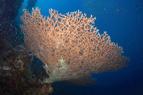 Pharaoh's antler coral (Acropora pharaonis)